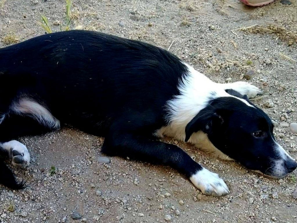 NUEVO CASO DE MALTRATO ANIMAL. PERRITA FUE LANZADA DESDE UN QUINTO PISO