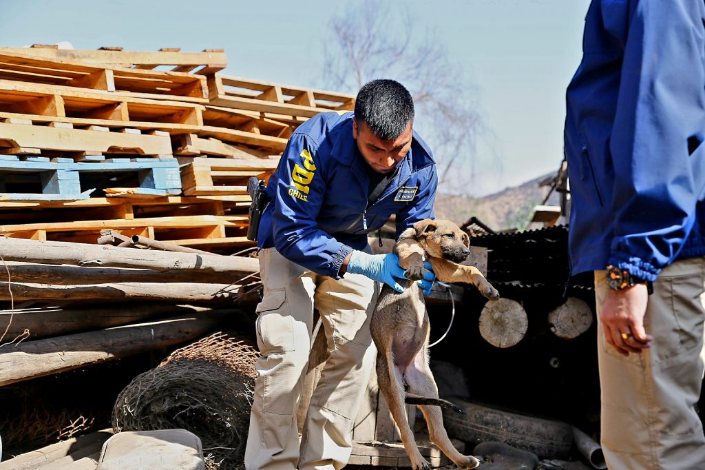 INVESTIGAN DENUNCIA POR EL DELITO MALTRATO ANIMAL EN COYHAIQUE