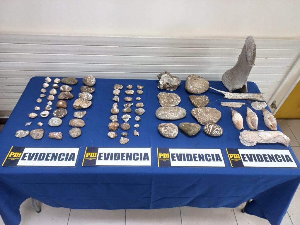 PDI RECUPERA 100 FÓSILES EN CASTRO Y CHONCHI