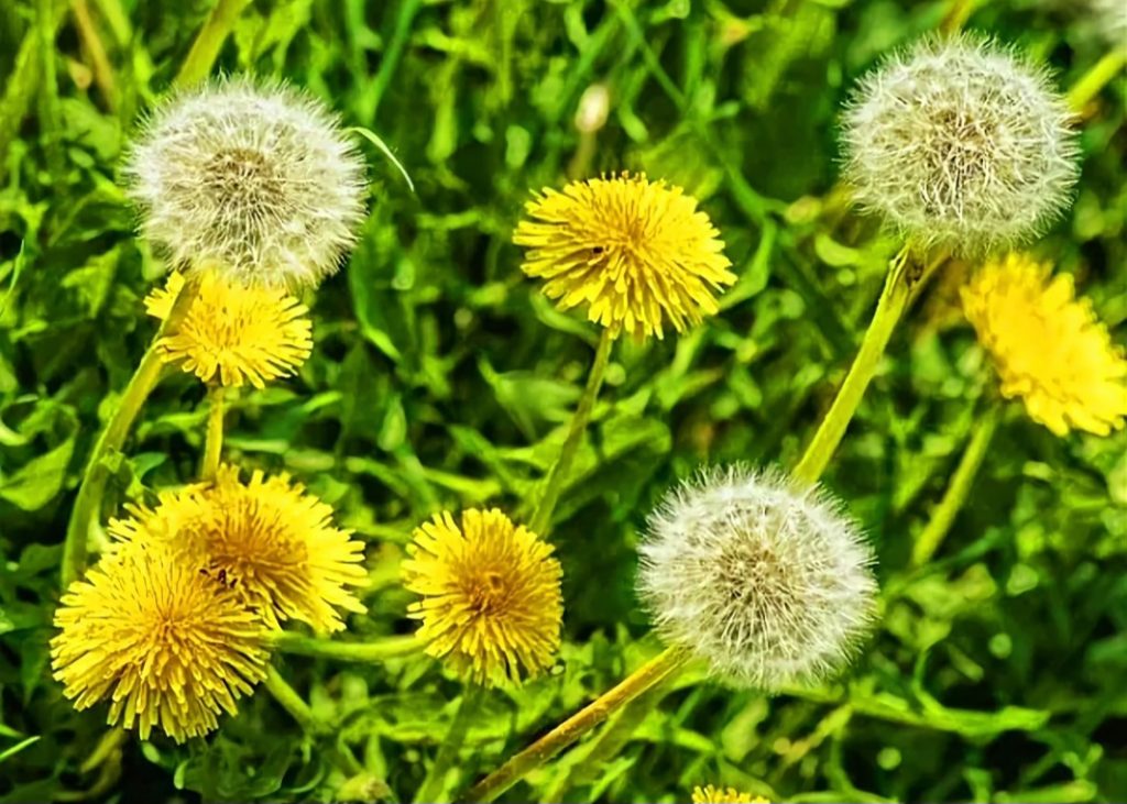 DIENTE DE LEÓN: CONOCE LAS PROPIEDADES Y BENEFICIOS DE ESTA PLANTA