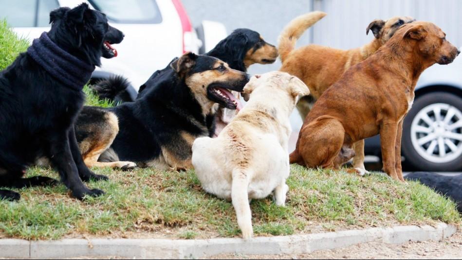 MUJER DE 34 AÑOS MUERE LUEGO SE SER ATACADA POR JAURÍA DE PERROS
