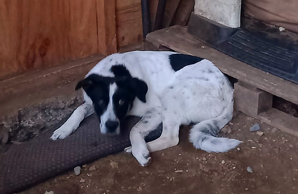MUERE PERRITO QUE HABÍA SIDO RESCATADO POR MALTRATOS EN PUERTO MONTT