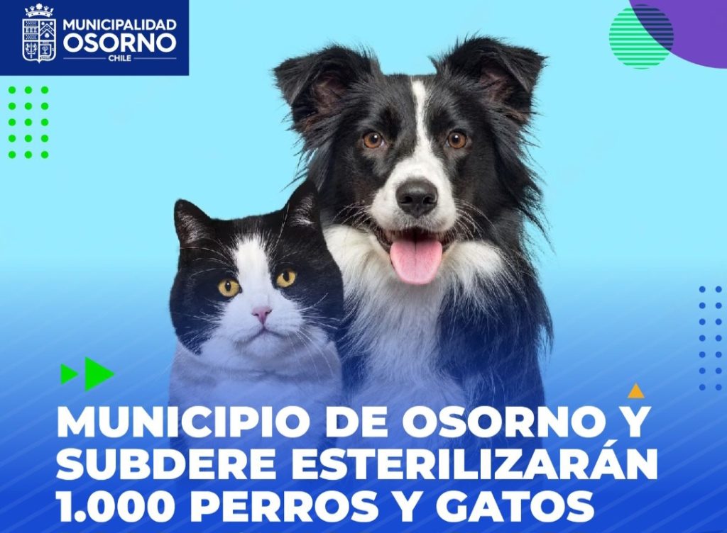 MUNICIPIO DE OSORNO Y SUBDERE DAN INICIO A PROGRAMA DE ESTERILIZACIÓN DE PERROS Y GATOS