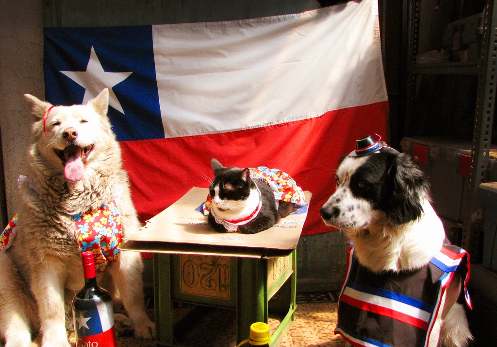 GUÍA COMPLETA DE CÓMO CUIDAR A TU MASCOTA EN FIESTAS PATRIAS Y EVITAR ALIMENTOS TÓXICOS