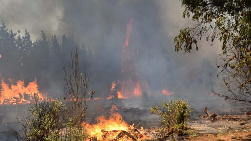 DIPUTADA NUYADO PUNTUALIZÓ LA RESPONSABILIDAD DE EMPRESAS ELÉCTRICAS EN INCENDIOS FORESTALES