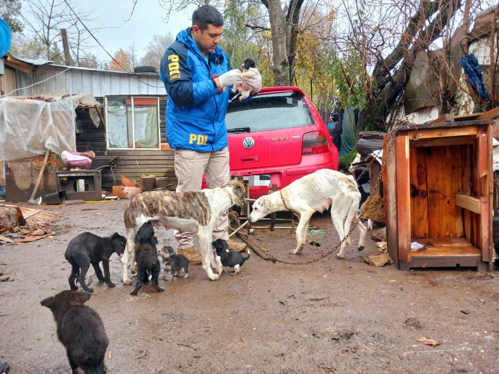DETIENEN A HOMBRE POR MALTRATO ANIMAL EN PANGUIPULLI: TENÍA 19 PERROS EN PRECARIAS CONDICIONES