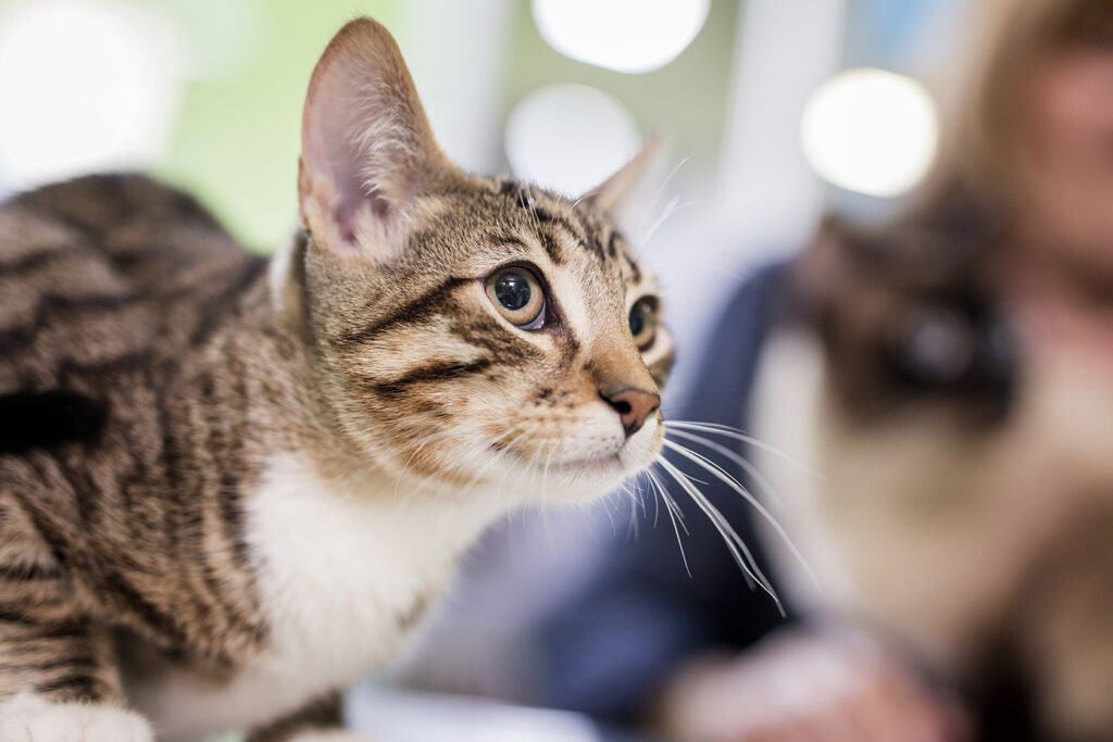 08 DE AGOSTO «DÍA DEL GATO»: UN RECORDATORIO DE LA IMPORTANCIA DE SU CUIDADO Y SALUD