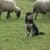 PROMUEVEN INICIATIVA PARA PROTEGER GANADO OVINO CON PERROS MESTIZOS CRIADOS CON OVEJAS