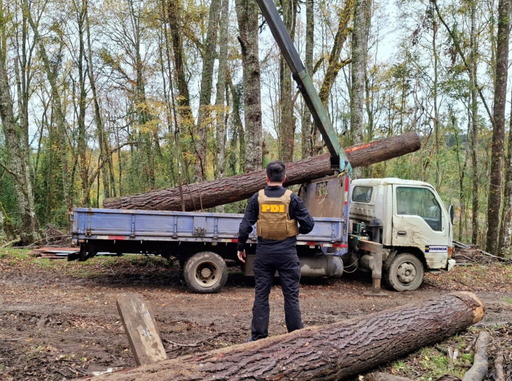 PDI DETIENE A 3 HOMBRES QUE SUSTRAÍAN MADERA EN FORMA FLAGRANTE EN LOS LAGOS